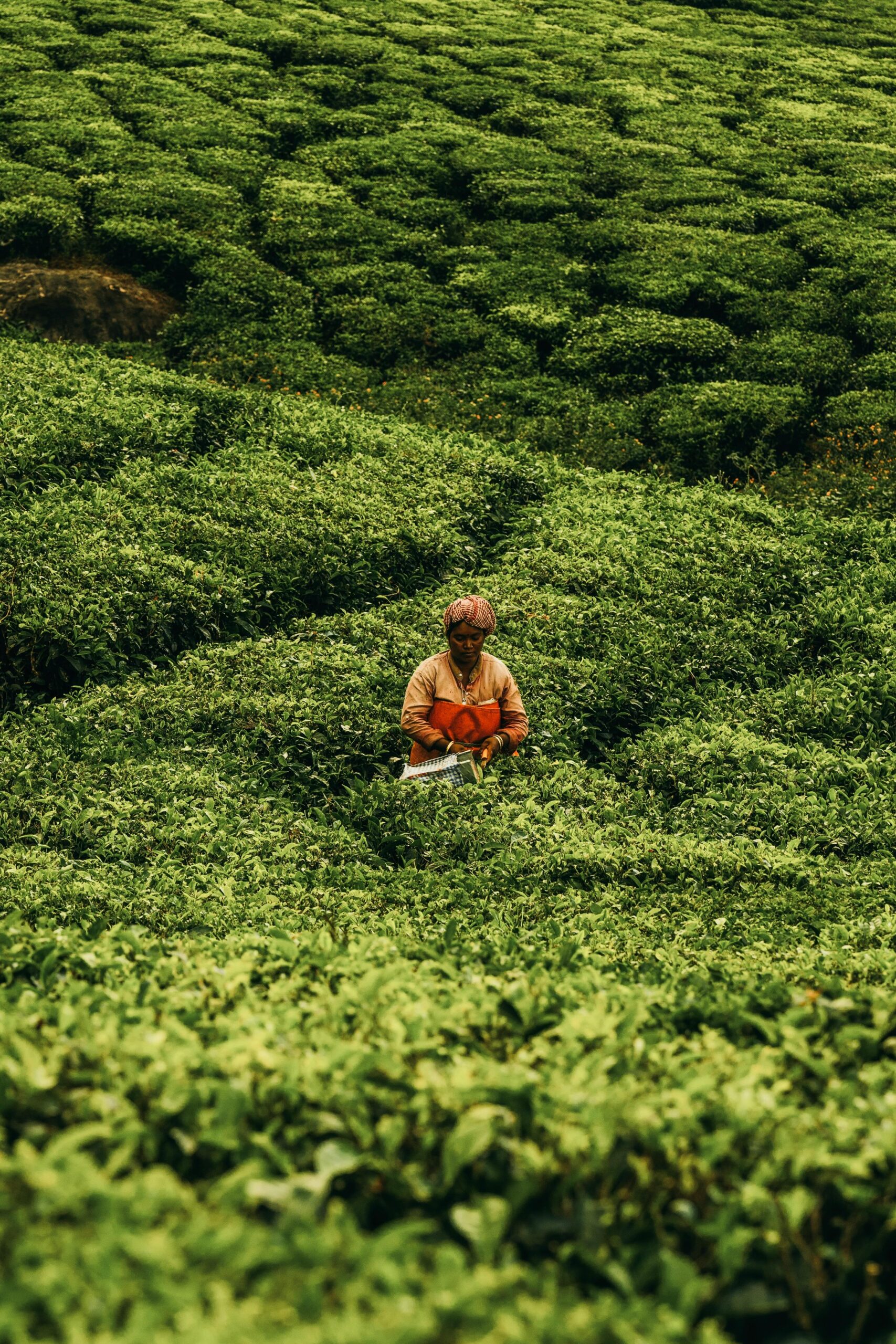 Revolutionizing Rural Sustainability with Linkbridge Financing.